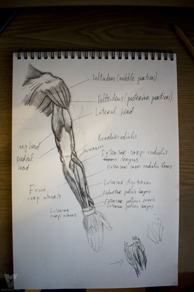 Anatomy sketch from sketchbook - part 11