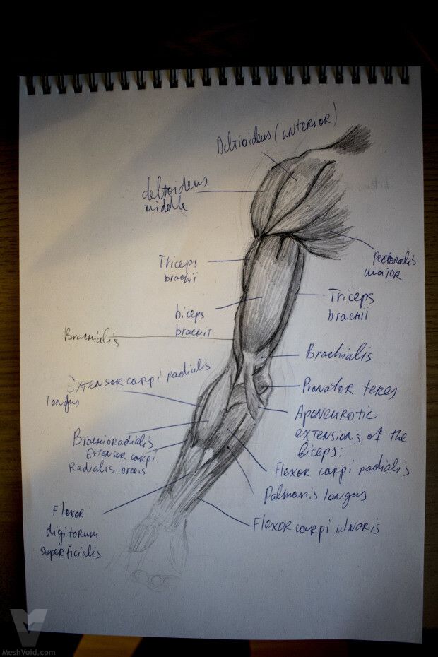 Anatomy sketch from sketchbook - part 12