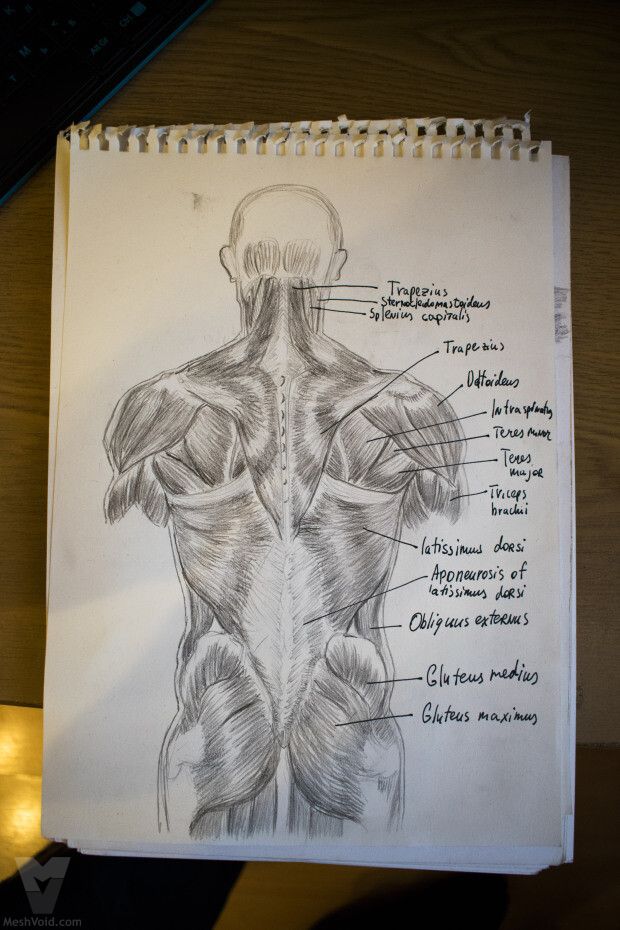Anatomy sketch from sketchbook - part 5