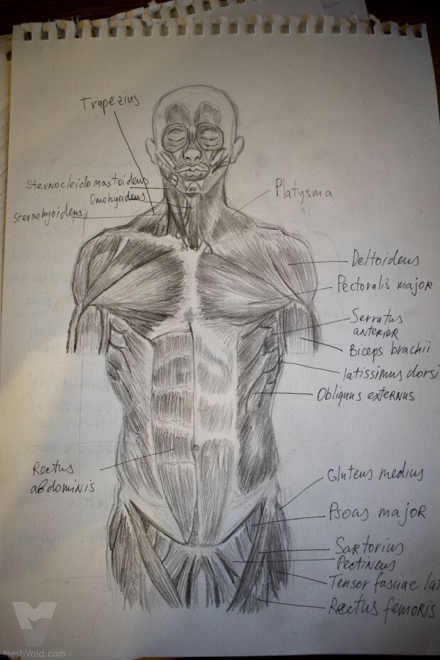 Anatomy sketch from sketchbook - part 6