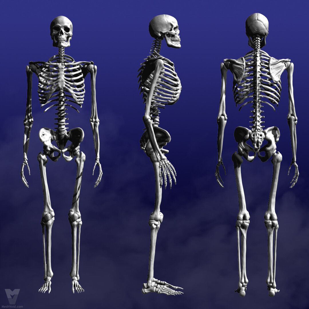 Anatomically correct human skeleton 3D model preview - side/back view